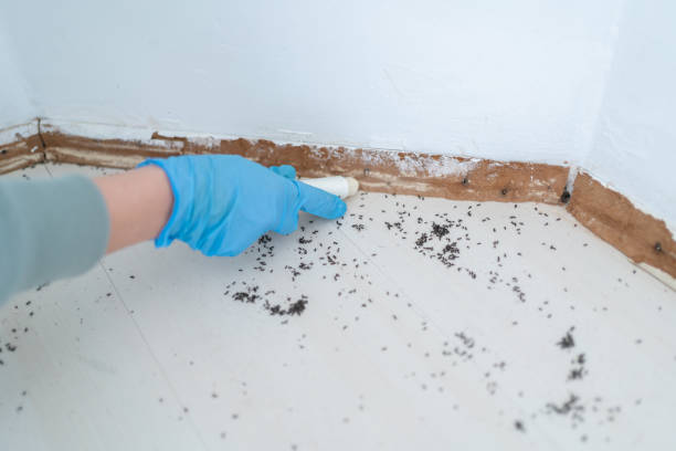 Insect Control in Kemp, TX